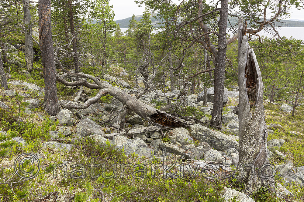 KA_150708_36 / Pinus sylvestris / Furu