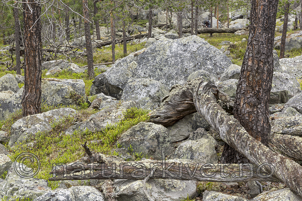 KA_150708_62 / Pinus sylvestris / Furu