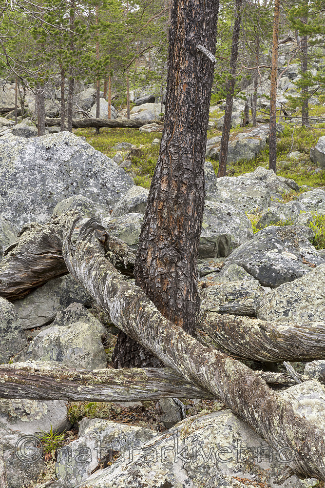KA_150708_63 / Pinus sylvestris / Furu