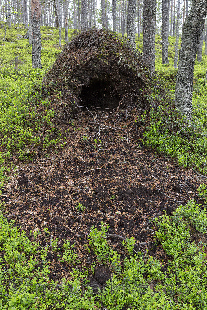 KA_150708_68 / Ursus arctos / Brunbjørn