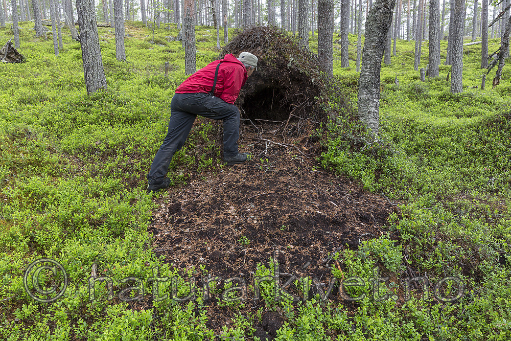 KA_150708_71 / Ursus arctos / Brunbjørn