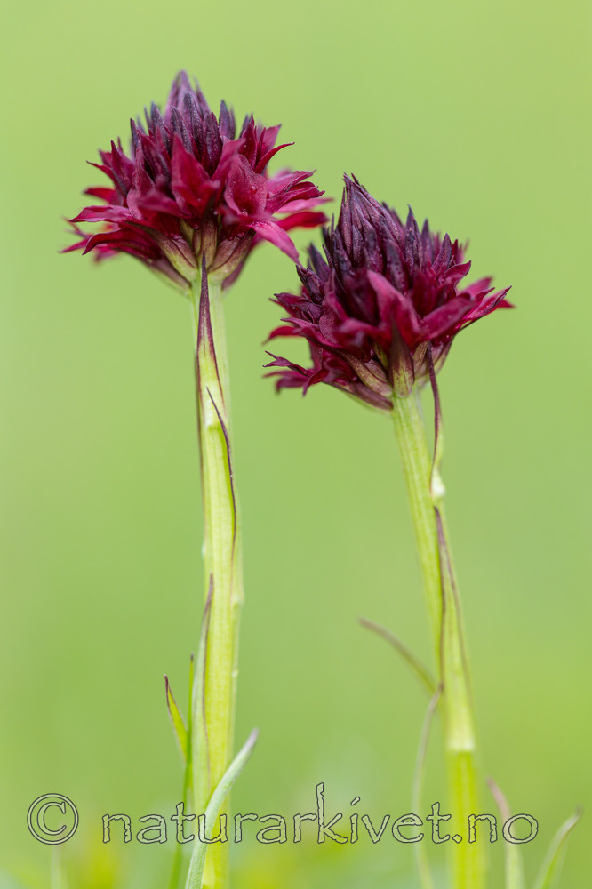 KA_150709_10 / Nigritella nigra / Svartkurle
