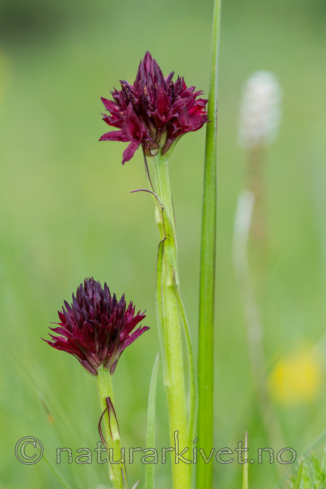 KA_150709_15 / Nigritella nigra / Svartkurle