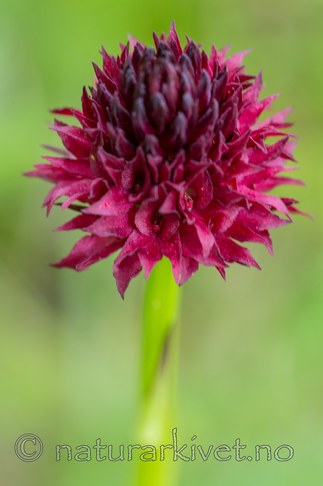 KA_150709_24 / Nigritella nigra / Svartkurle