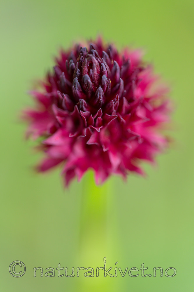 KA_150709_26 / Nigritella nigra / Svartkurle