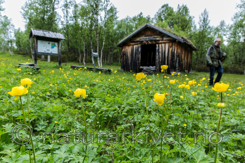 KA_150709_28 / Trollius europaeus / Ballblom