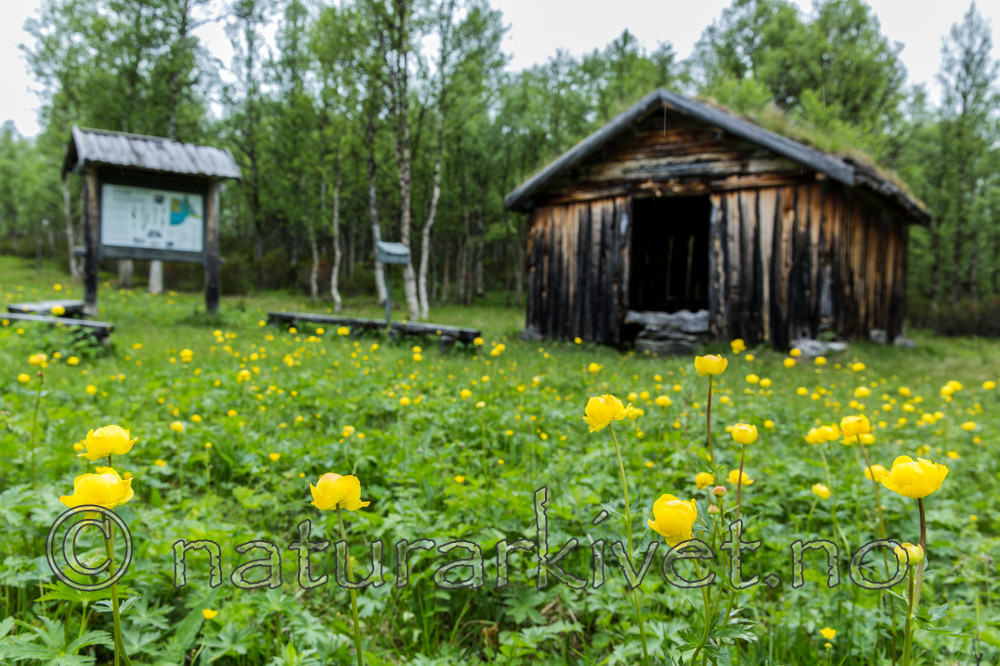 KA_150709_29 / Trollius europaeus / Ballblom