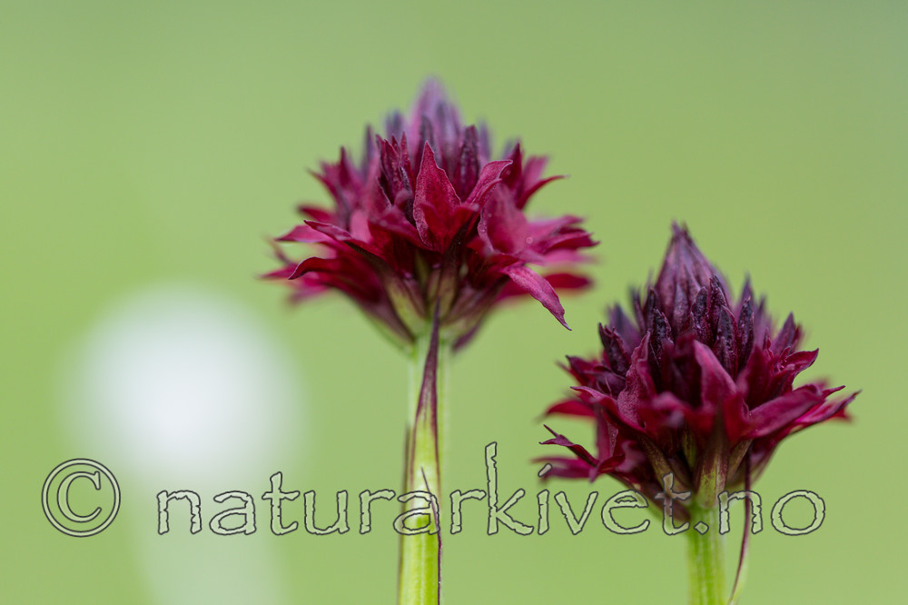KA_150709_3 / Nigritella nigra / Svartkurle