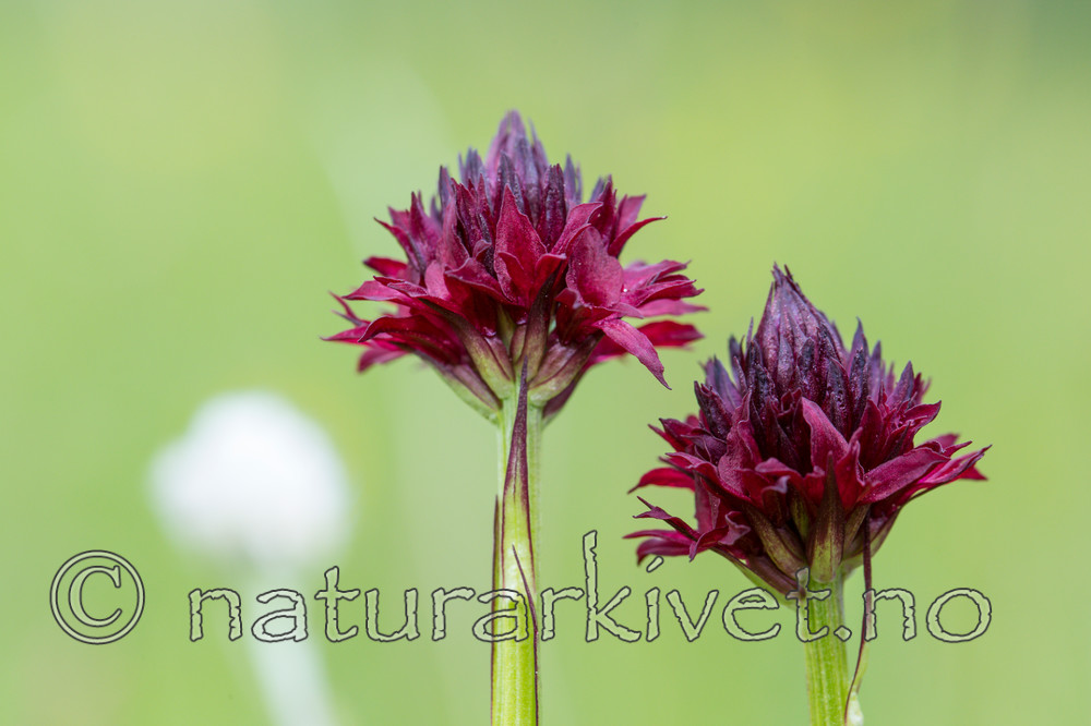 KA_150709_4 / Nigritella nigra / Svartkurle