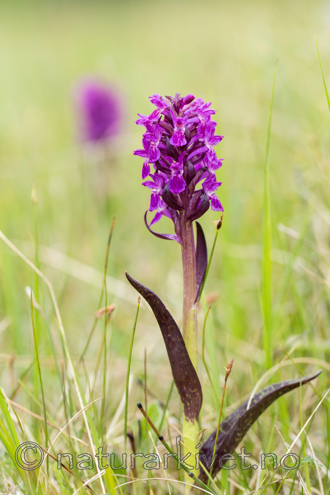 KA_150709_50 / Dactylorhiza incarnata cruenta / Blodmarihand