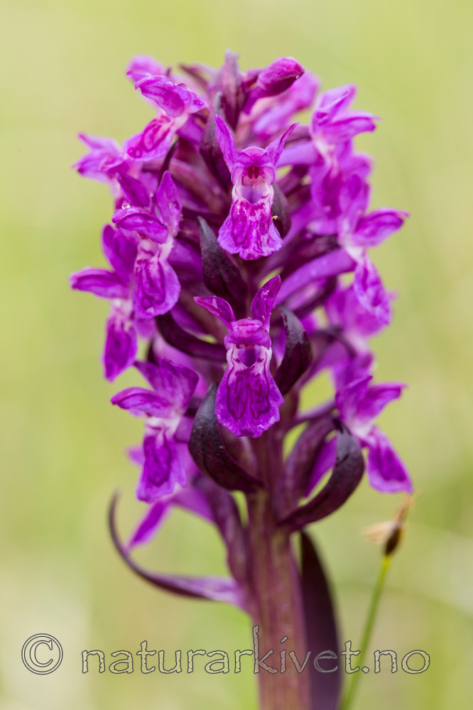 KA_150709_54 / Dactylorhiza incarnata cruenta / Blodmarihand