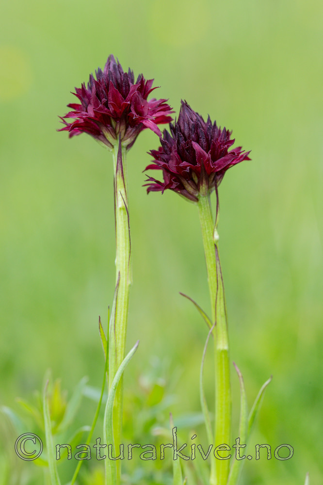 KA_150709_6 / Nigritella nigra / Svartkurle