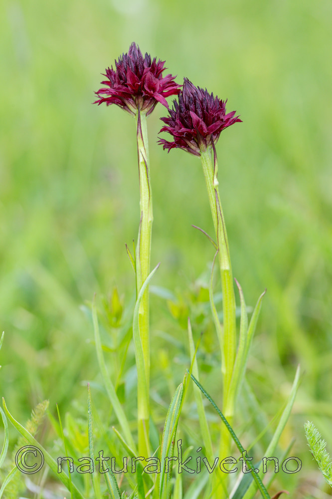 KA_150709_7 / Nigritella nigra / Svartkurle