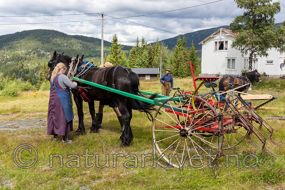 KA_150730_104 / Equus caballus / Hest