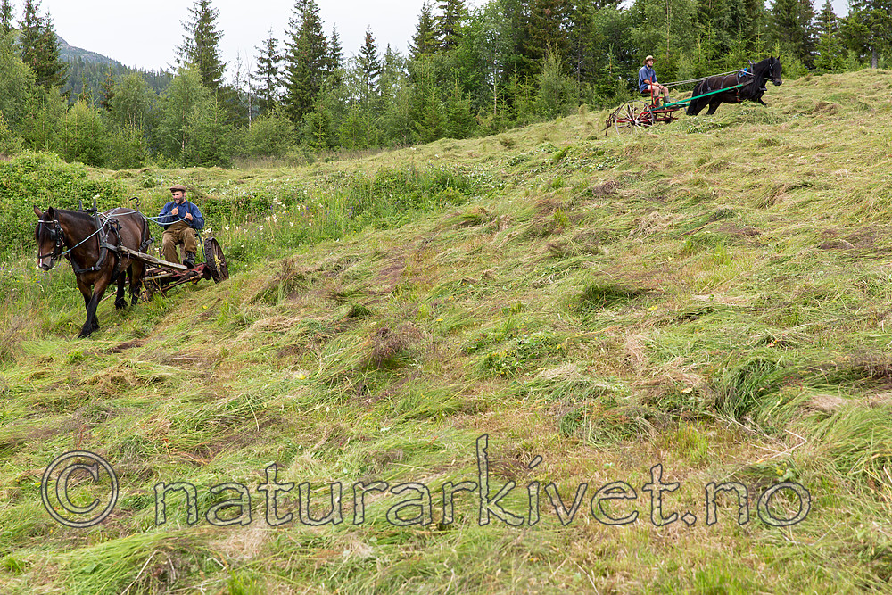 KA_150730_180 / Equus caballus / Hest