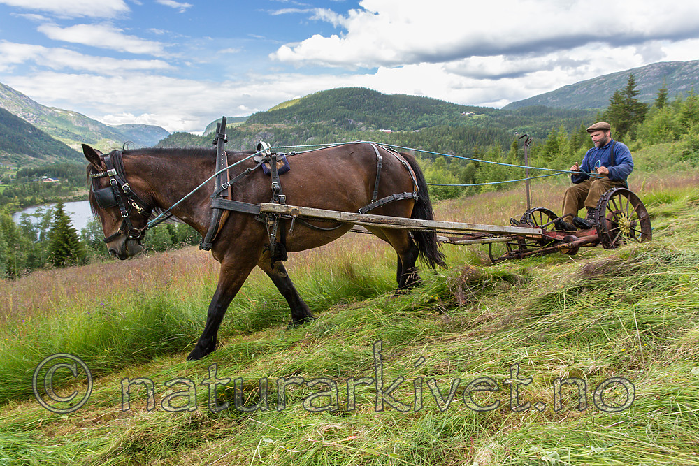 KA_150730_187 / Equus caballus / Hest