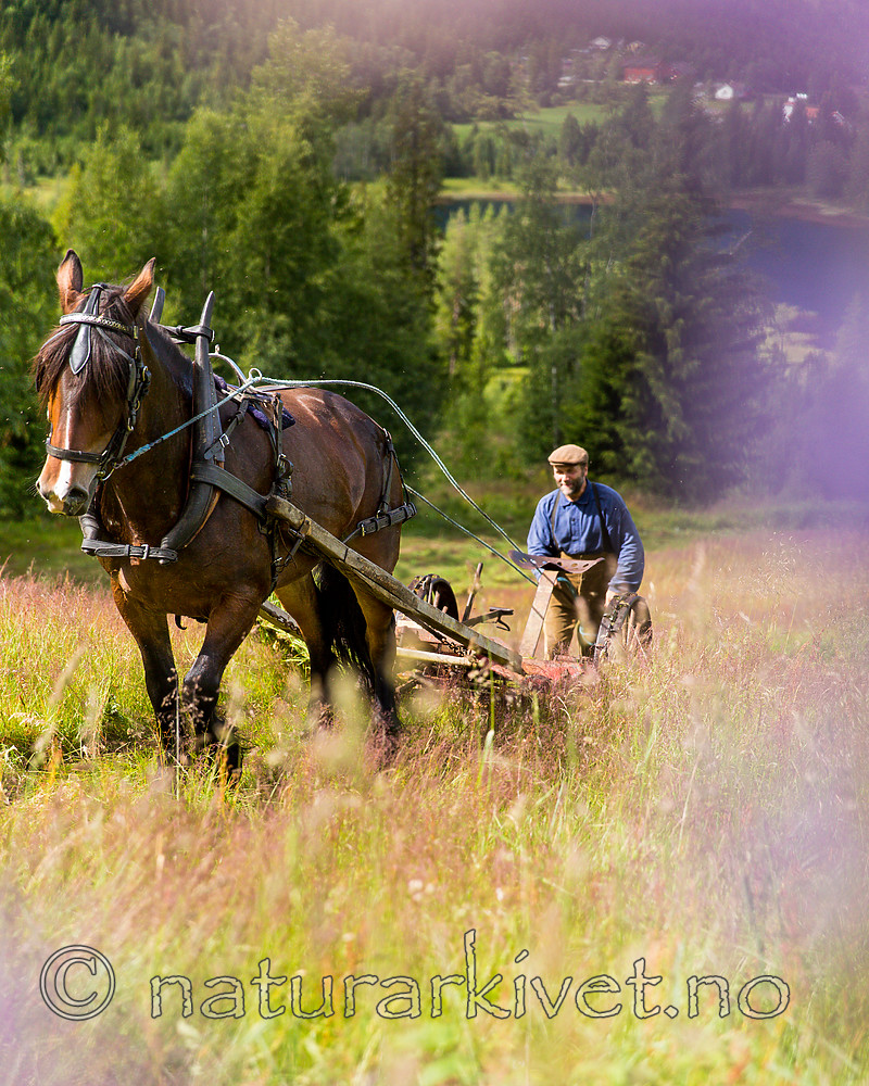 KA_150730_220 / Equus caballus / Hest