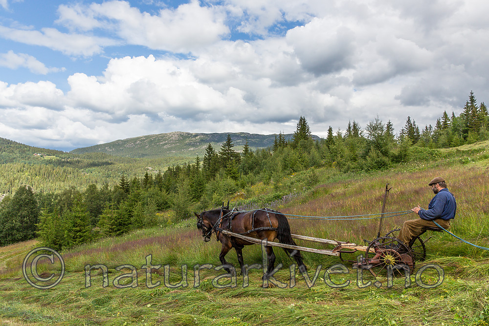 KA_150730_272 / Equus caballus / Hest