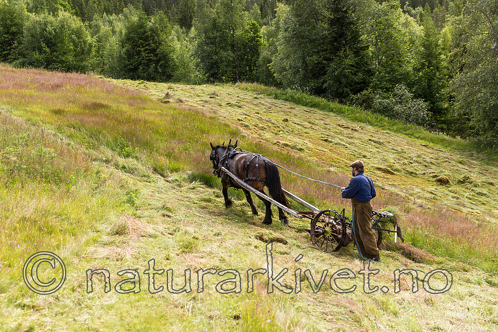 KA_150730_290 / Equus caballus / Hest