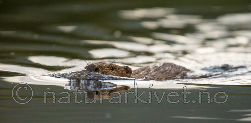 KA_150730_474 / Castor fiber / Bever