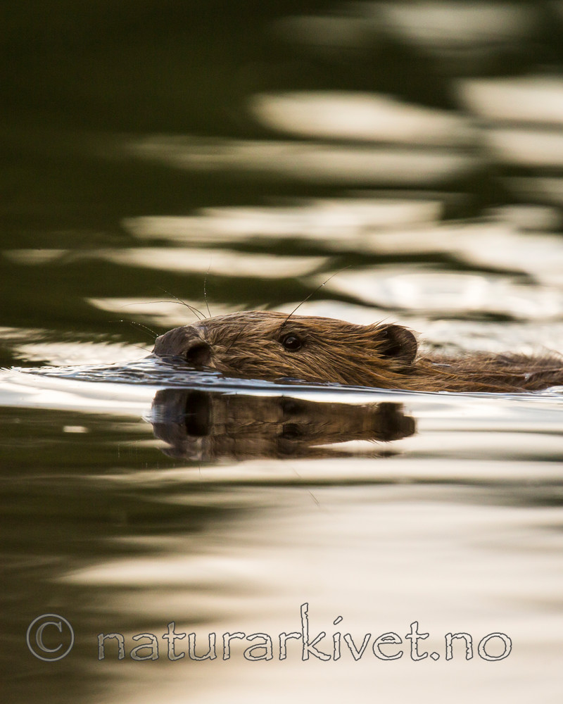 KA_150730_475 / Castor fiber / Bever