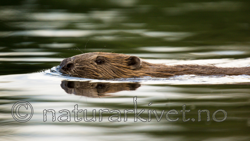 KA_150730_476 / Castor fiber / Bever