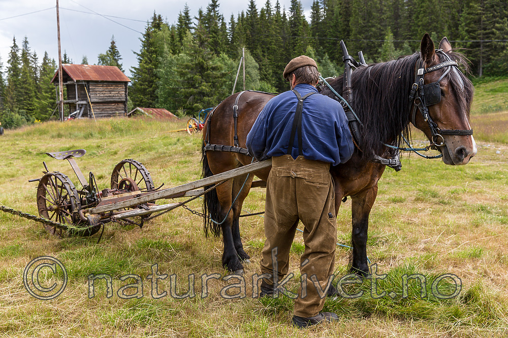 KA_150730_91 / Equus caballus / Hest