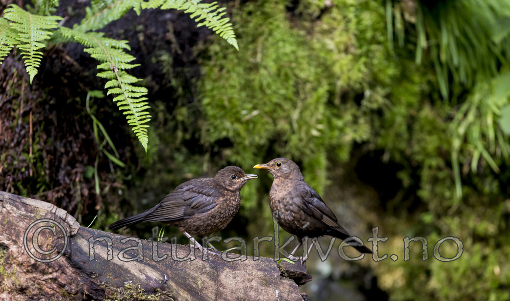 KA_150731_12 / Turdus merula / Svarttrost