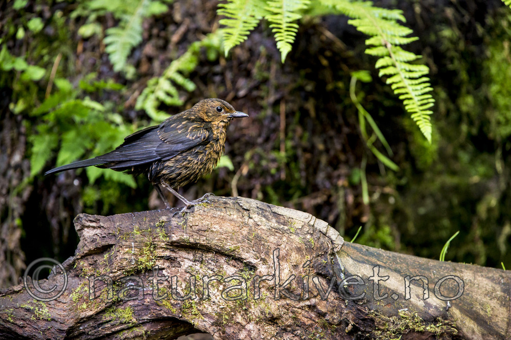KA_150731_157 / Turdus merula / Svarttrost