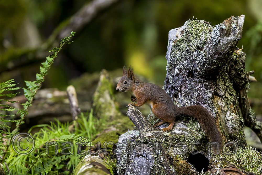 KA_150731_16 / Sciurus vulgaris / Ekorn