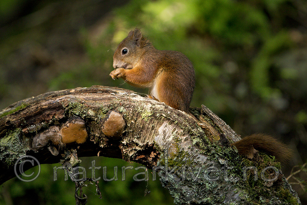 KA_150731_201 / Sciurus vulgaris / Ekorn