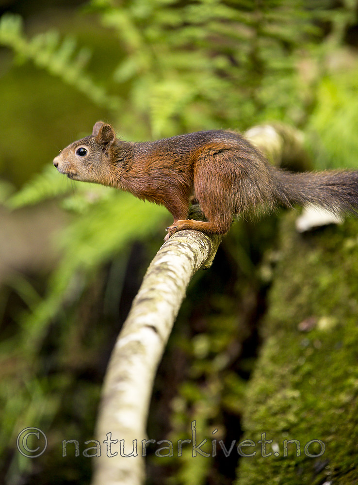 KA_150731_273 / Sciurus vulgaris / Ekorn