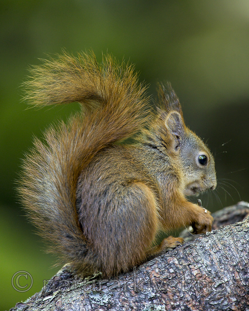 KA_150731_566 / Sciurus vulgaris / Ekorn