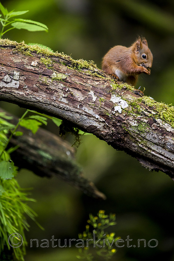 KA_150731_70 / Sciurus vulgaris / Ekorn