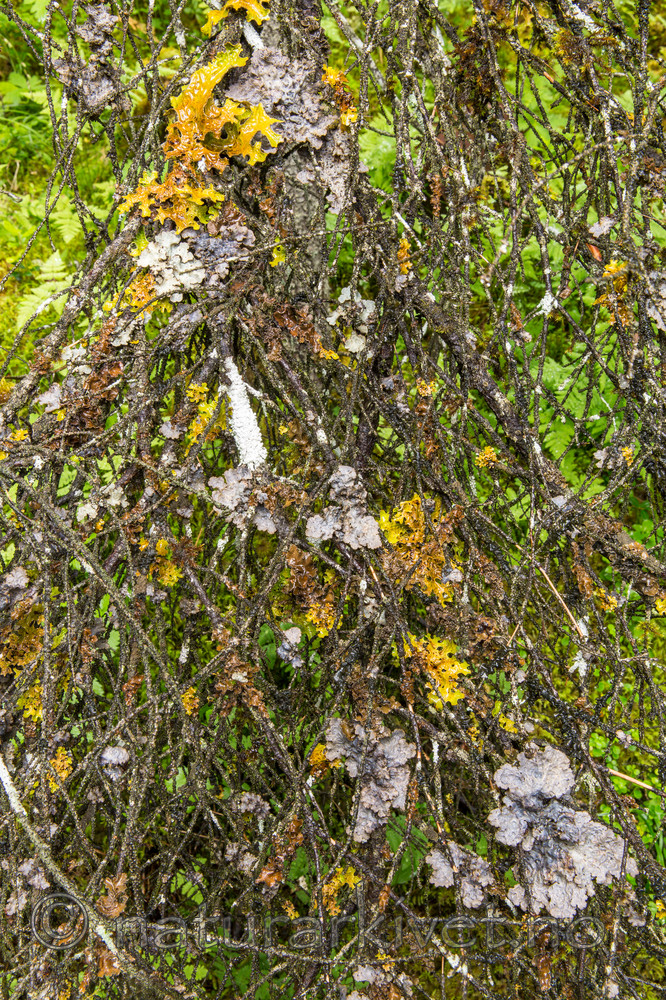 KA_150805_2 / Lobaria hallii / Fossenever <br /> Lobaria pulmonaria / Lungenever