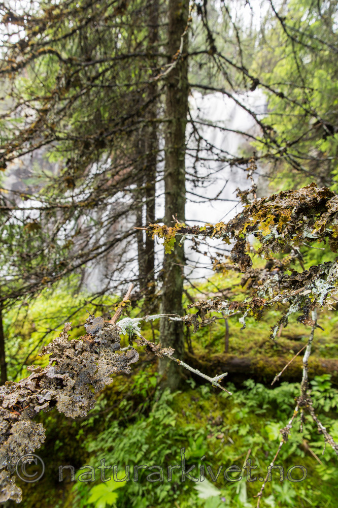 KA_150805_21 / Lobaria hallii / Fossenever <br /> Lobaria pulmonaria / Lungenever