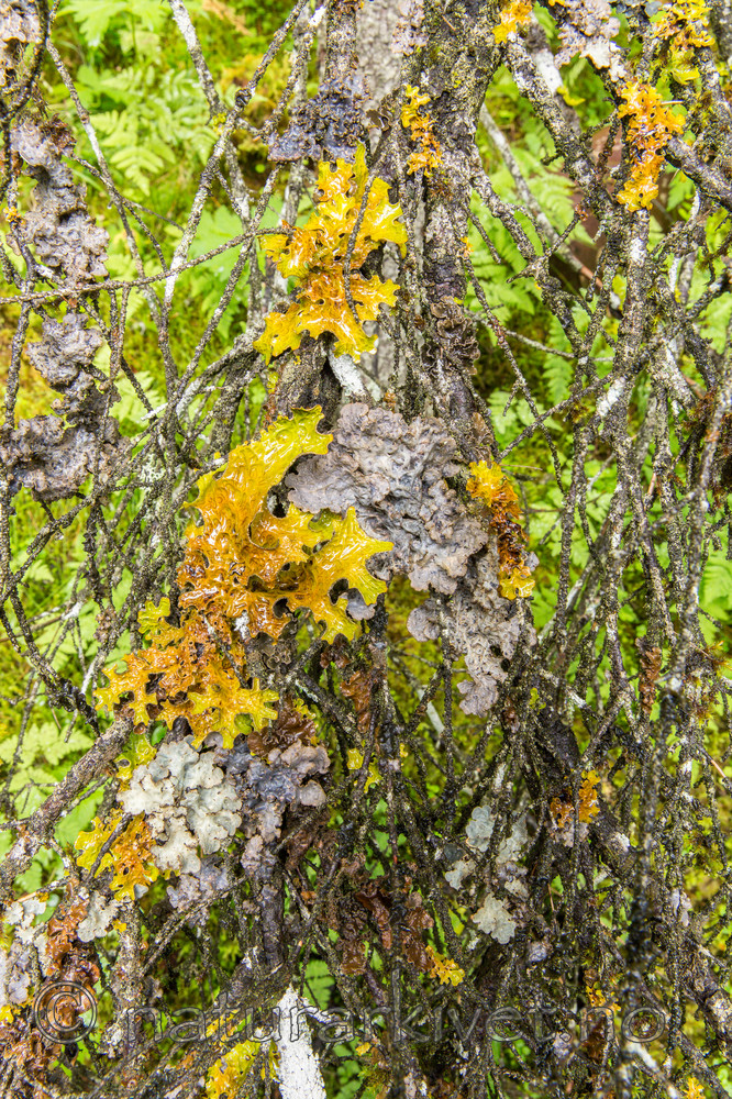 KA_150805_5 / Lobaria hallii / Fossenever <br /> Lobaria pulmonaria / Lungenever