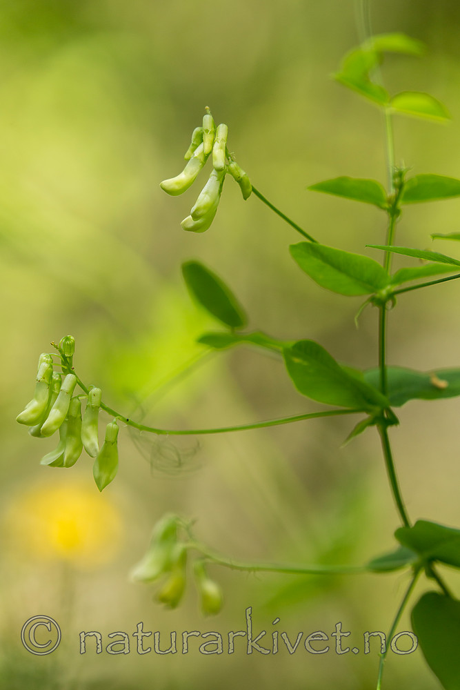 KA_150812_12 / Vicia pisiformis / Ertevikke