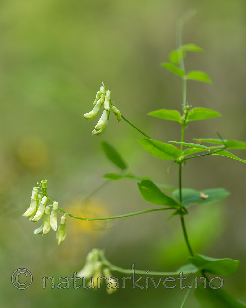 KA_150812_15 / Vicia pisiformis / Ertevikke