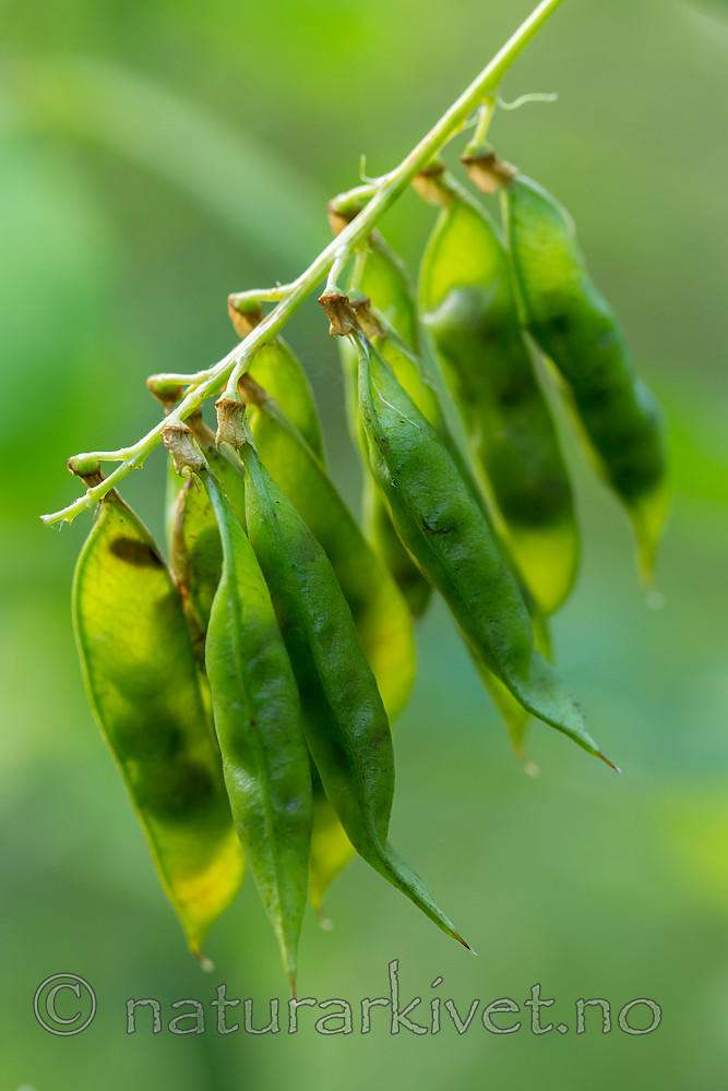 KA_150812_23 / Vicia pisiformis / Ertevikke