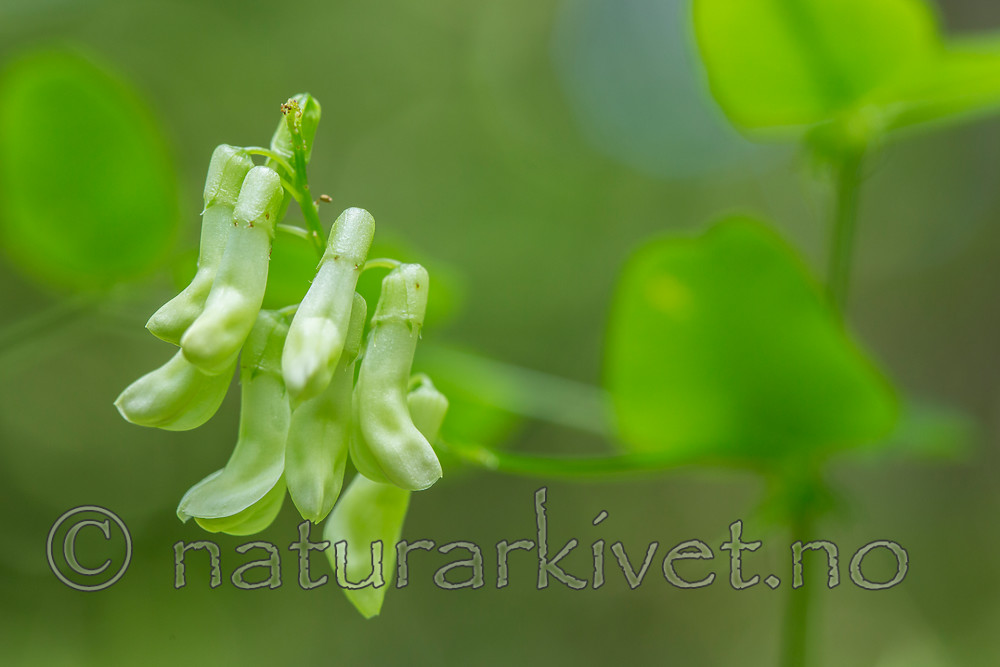 KA_150812_8 / Vicia pisiformis / Ertevikke