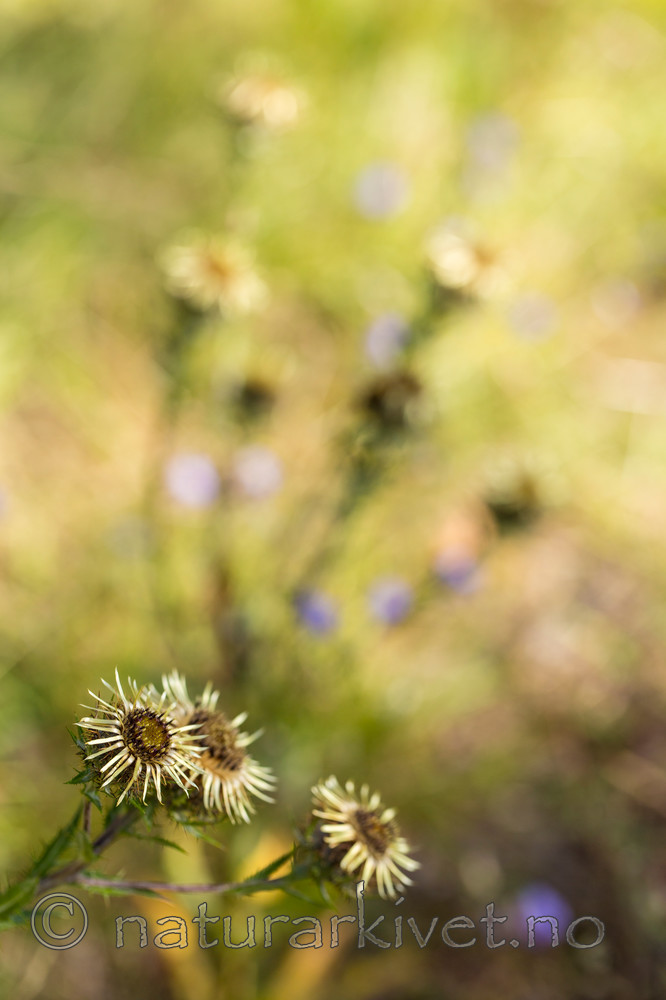 KA_150814_17 / Carlina vulgaris / Stjernetistel