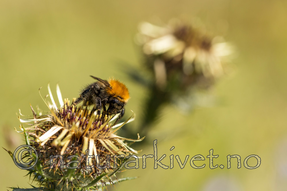 KA_150814_4 / Carlina vulgaris / Stjernetistel