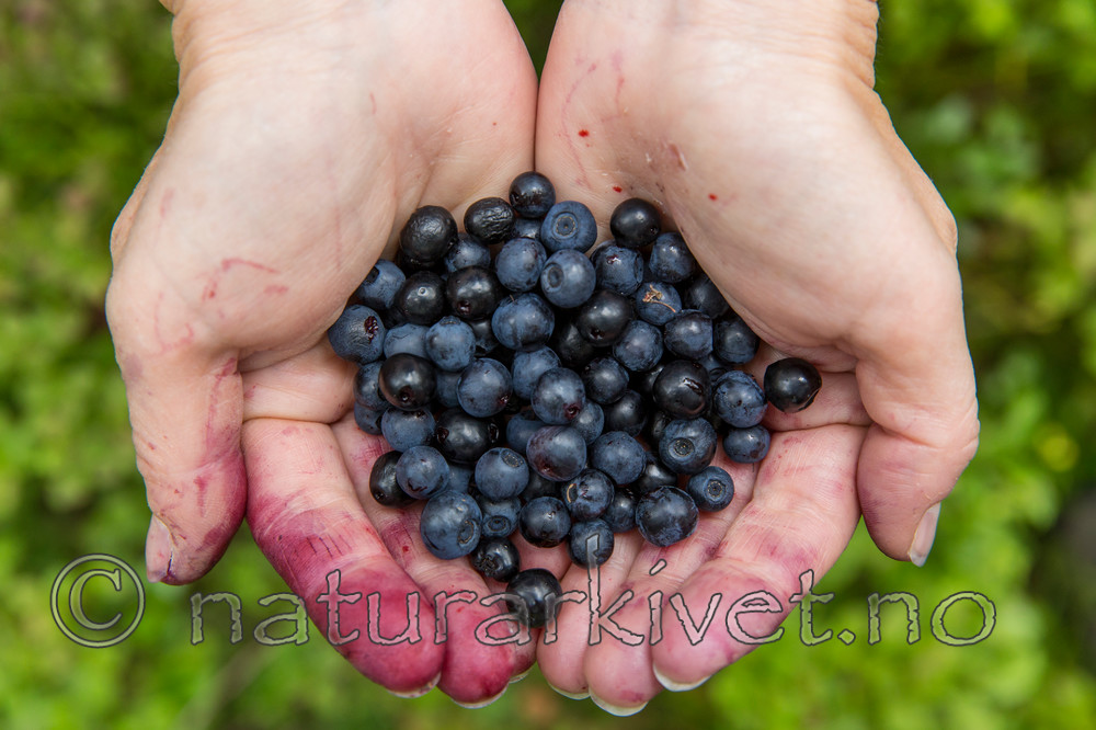KA_150816_12 / Vaccinium myrtillus / Blåbær
