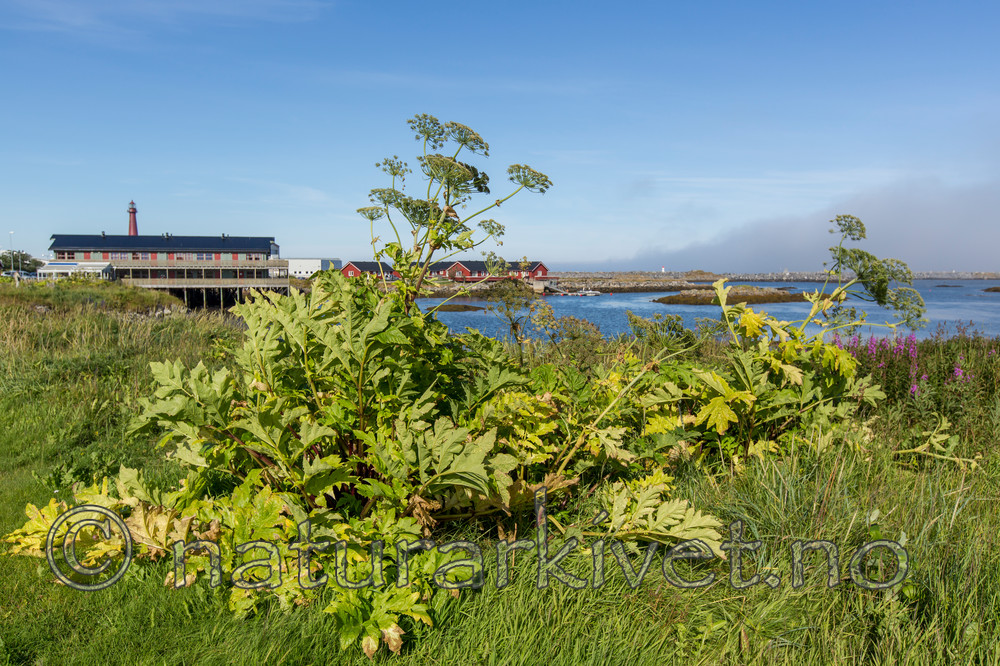 KA_150819_1 / Heracleum persicum / Tromsøpalme