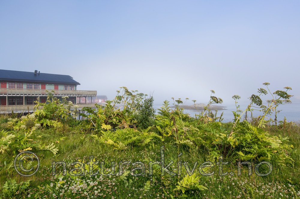 KA_150819_11 / Heracleum persicum / Tromsøpalme