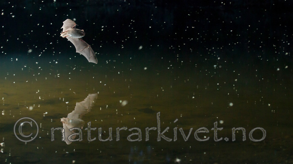 KA_150821_7 / Myotis daubentonii / Vannflaggermus