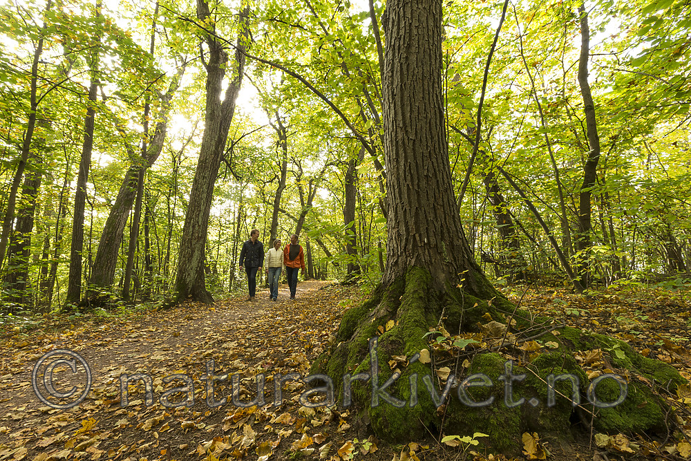 KA_151011_13 / Tilia cordata / Lind