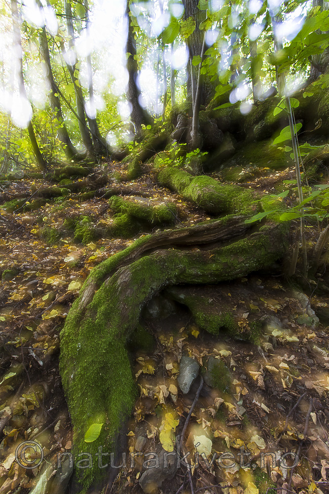 KA_151011_19 / Tilia cordata / Lind