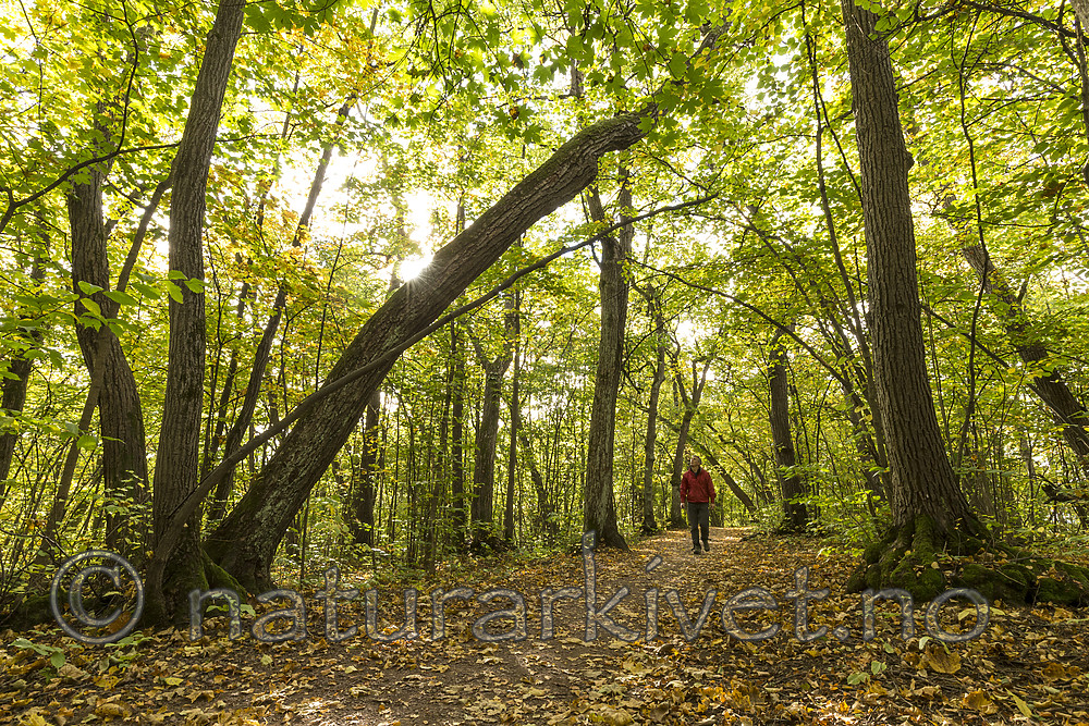 KA_151011_7 / Tilia cordata / Lind